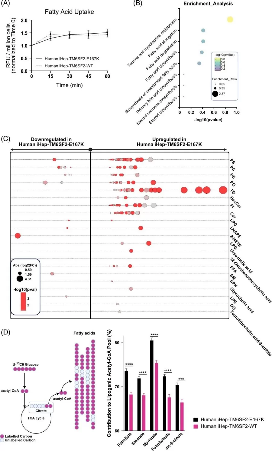 The TM6SF2-E167K variant modifies lipid metabolism in human iHeps